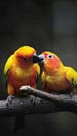 pic for Two Kissing Parrots 